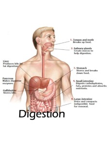 Digestion