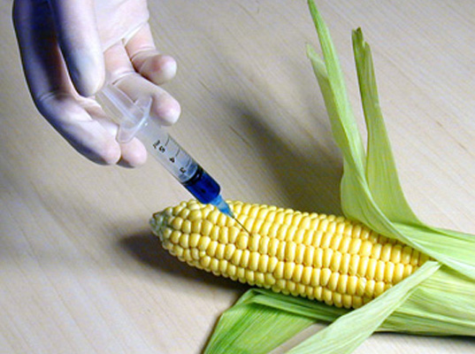 What are GMO’s? Should you be consuming them?