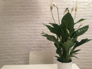 Clean-Air Plants For Your Home
