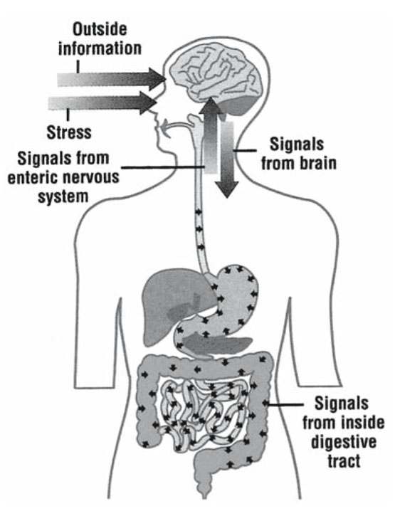 Digestive Sense: Defining How Our Emotions and the Food We Eat Affects Our Gut Health