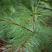 White pine Pinus strobus