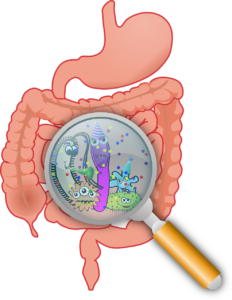 Essential Oils And Our Microbiome (AKA&hellip;Our Gut Bugs)