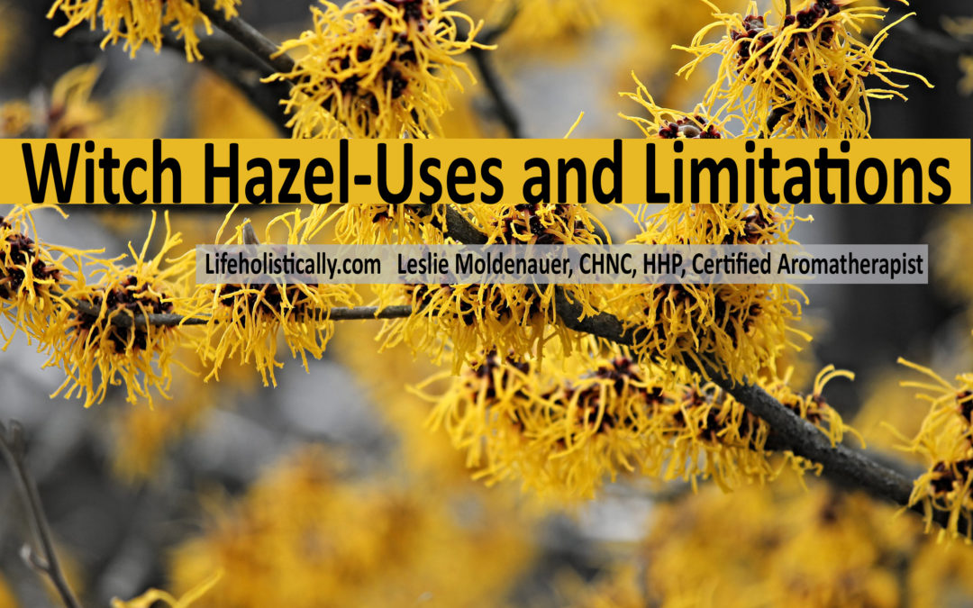 Witch Hazel (Hamamelis virginiana)-Uses and Limitations