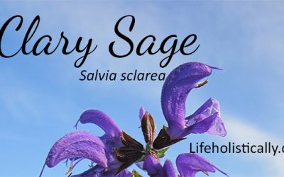 Essential Oil Safety-Using Clary Sage During Labor & Delivery