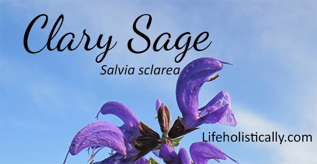 Essential Oil Safety-Using Clary Sage During Labor & Delivery