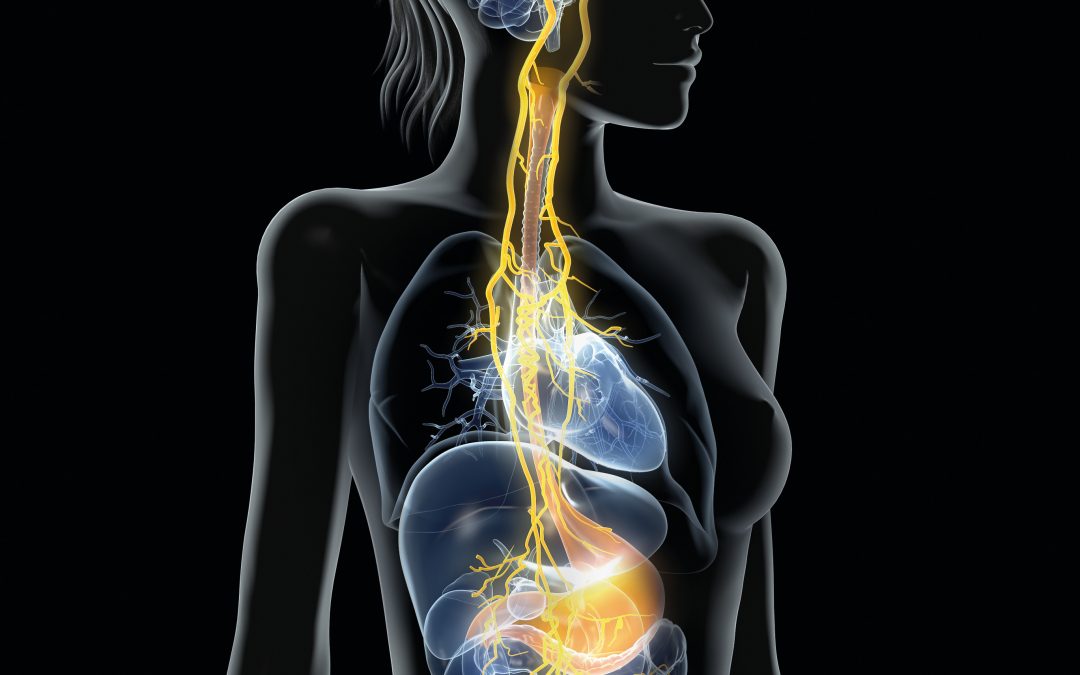 The connection between our vagus nerve and our central nervous system