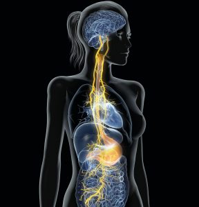 connection between our vagus nerve and our central nervous system