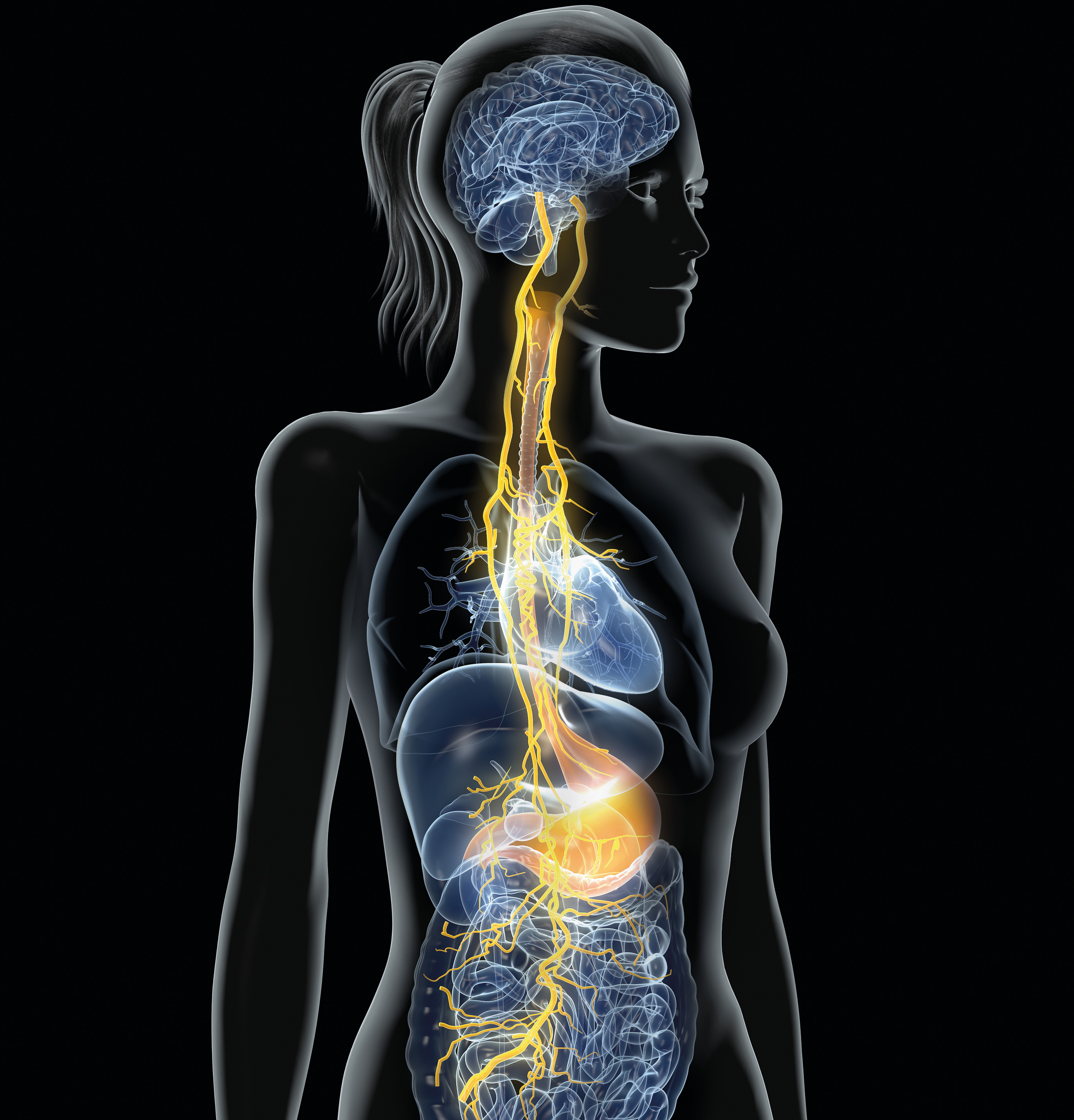 How Do You Know If Your Vagus Nerve Is Damaged