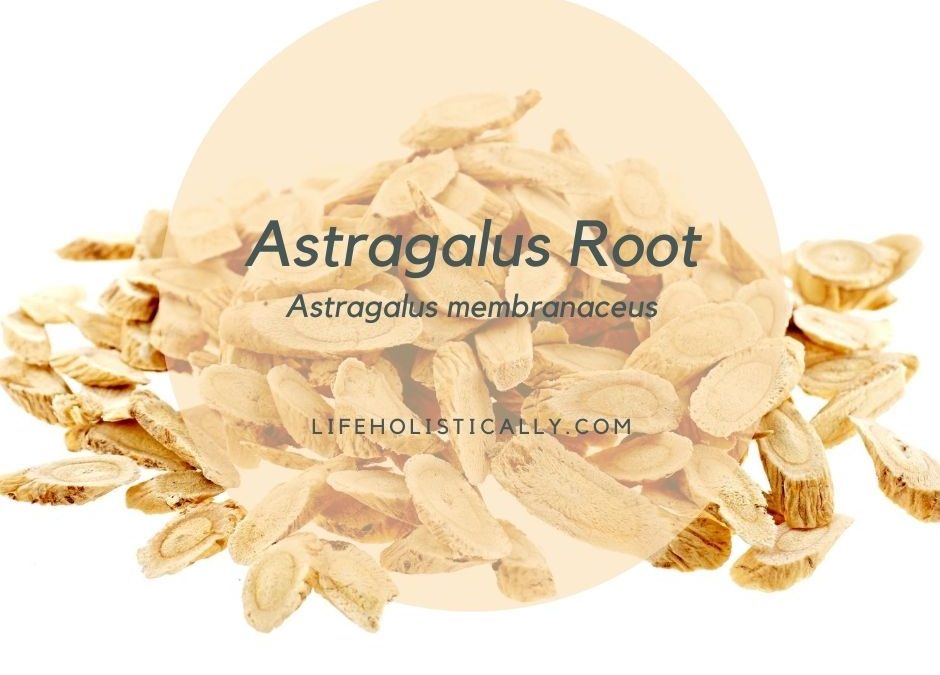 Astragalus Root for Immune System Support and Respiratory Ailments