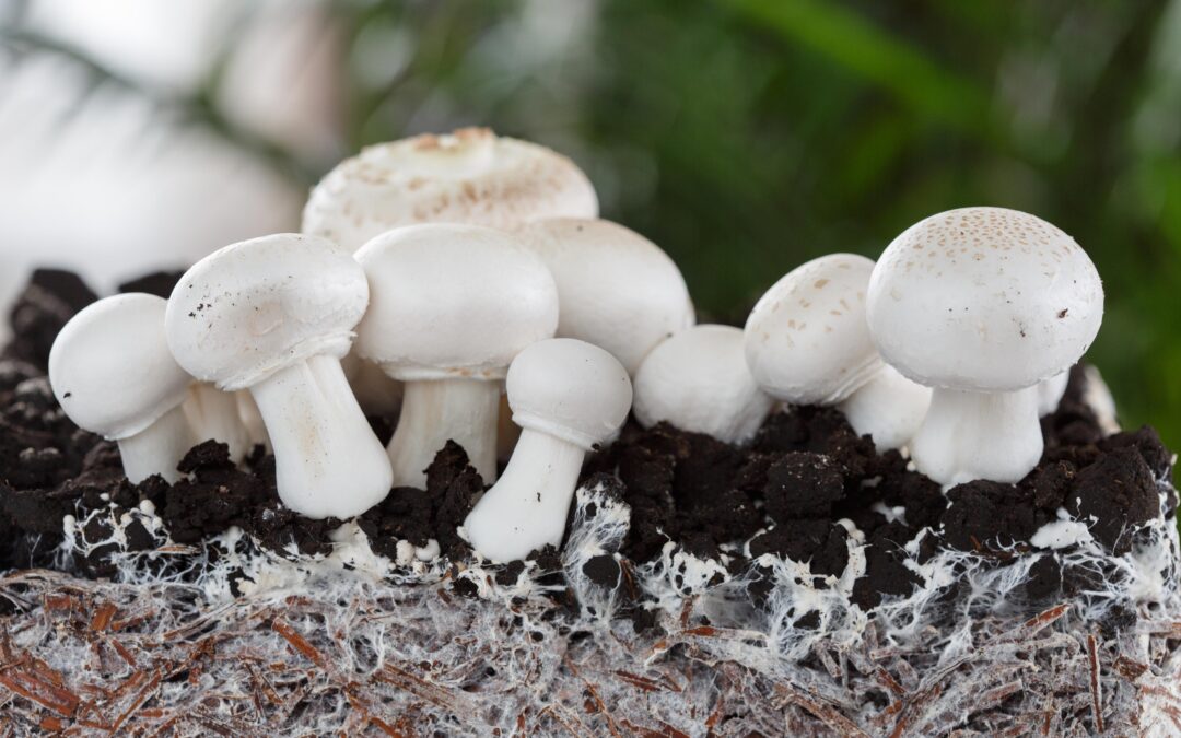 The Miracle Mushroom-Mycelium Polysaccharides for Health