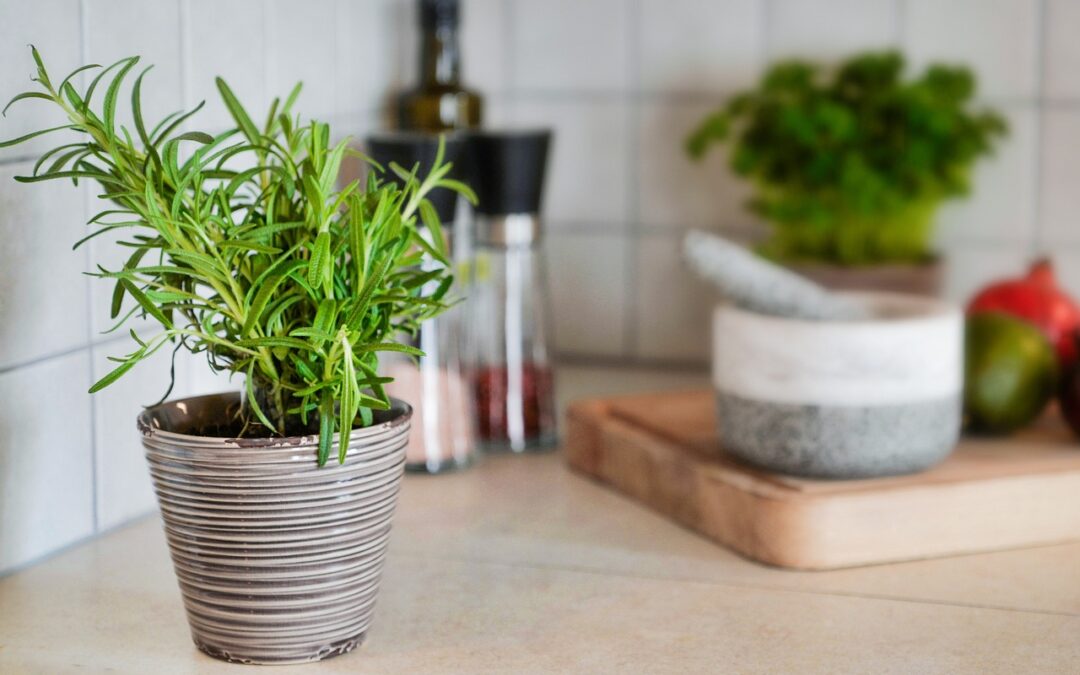 The Beauty and Health Benefits of Rosemary: From Skin to Memory Enhancement