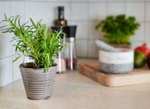 Rosemary's Beauty and Health Benefits